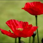 ..Lady in Red....