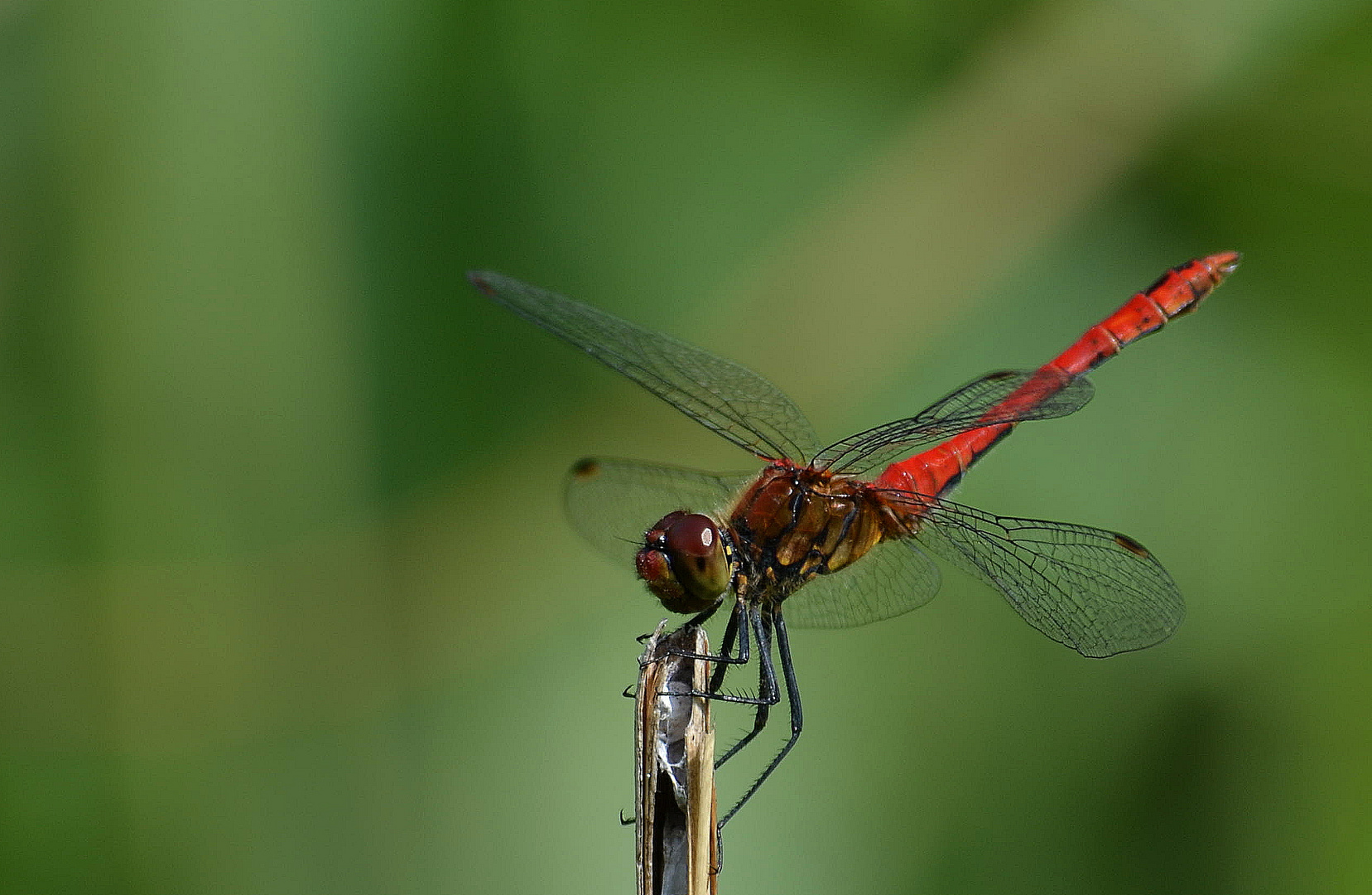 Lady in red (Libelle)