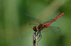 Lady in red (Libelle)