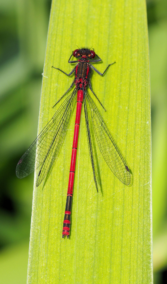 Lady in Red oder auch keine Lady....