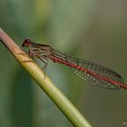 Lady in red - Scharlachlibelle