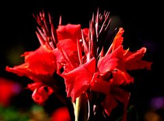 Lady in Red....I've never seen you looking so lovely as you did tonight !!