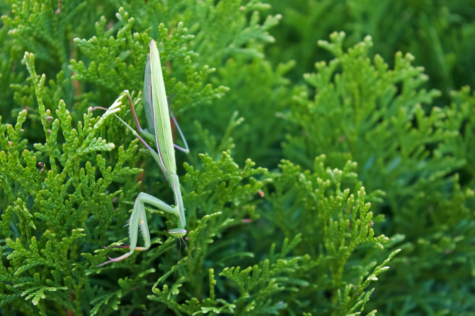 Lady in the Green