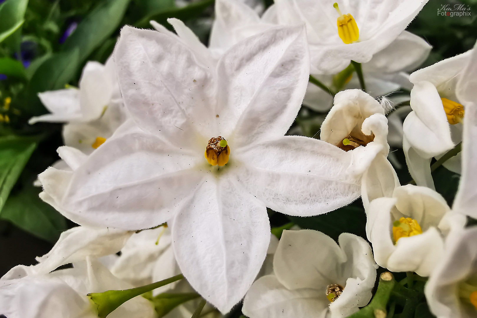 Lady in White