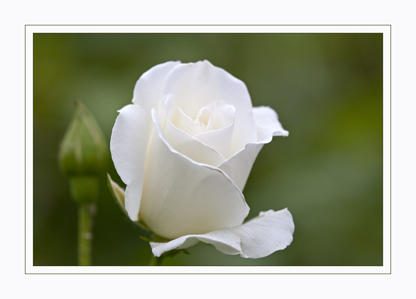 Lady in white