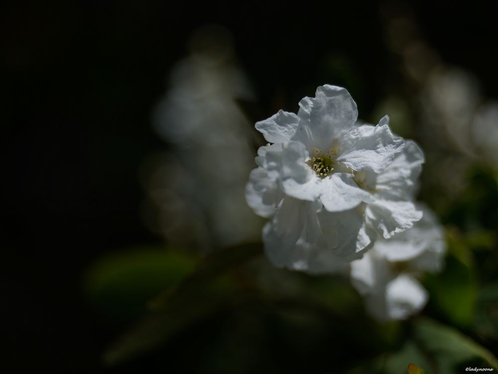 Lady in white