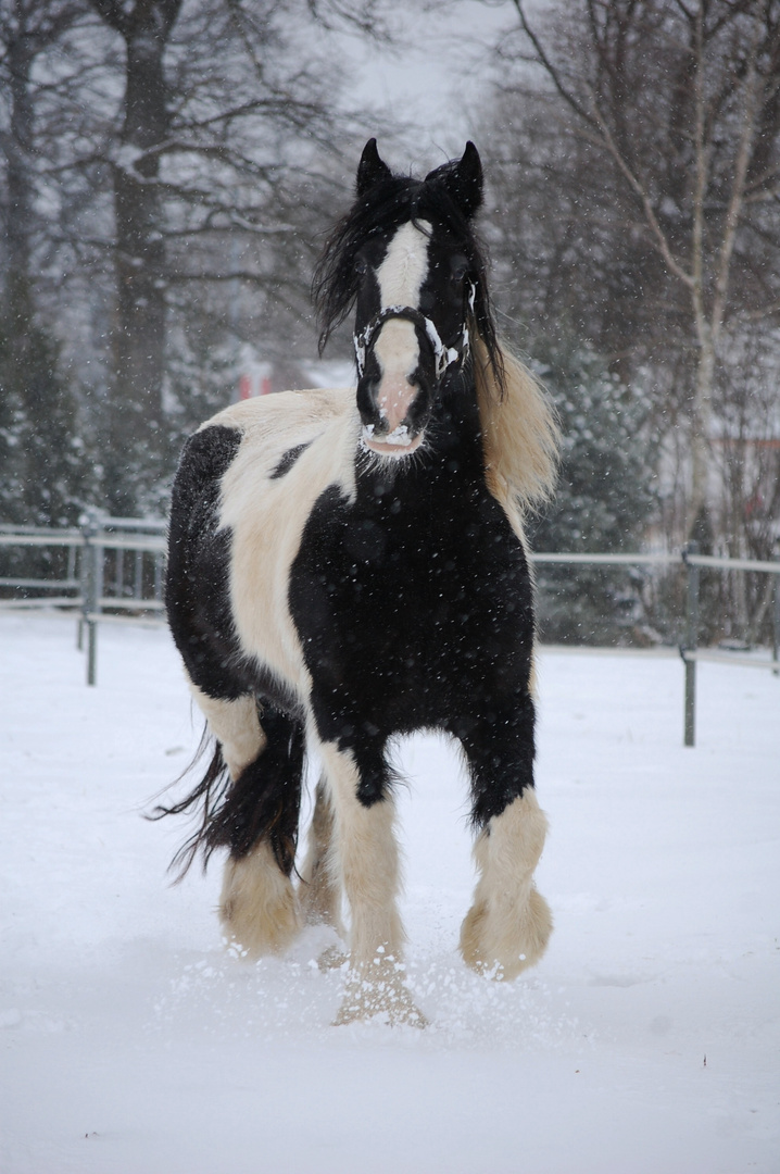 Lady-Jay lebensfroh im Schnee