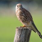 Lady Kestrel