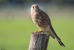 Lady Kestrel