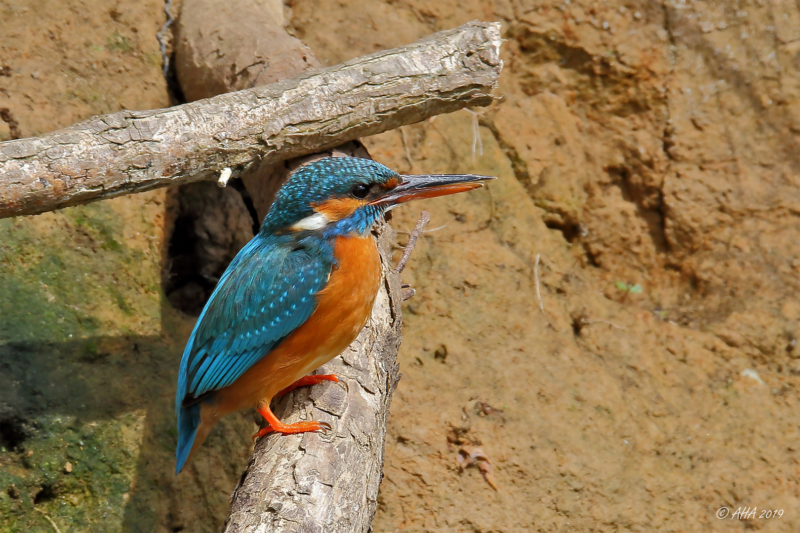 Lady Kingfisher