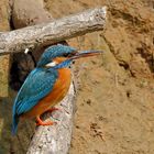 Lady Kingfisher