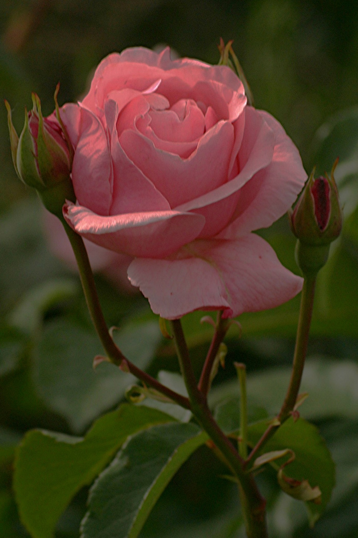 LADY LADY ROSE 2