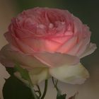 LADY LADY ROSE 3