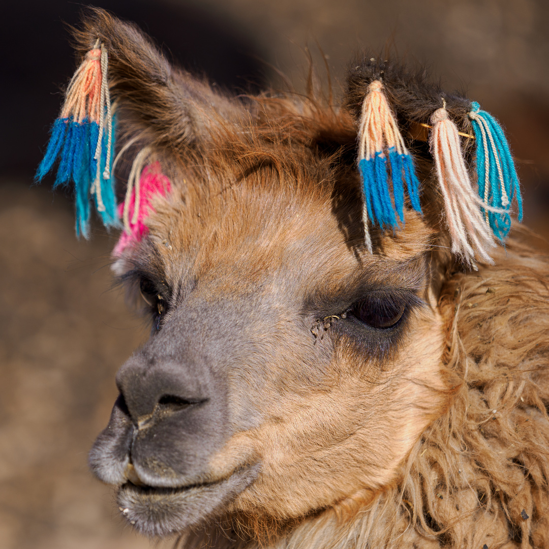 Lady Lama