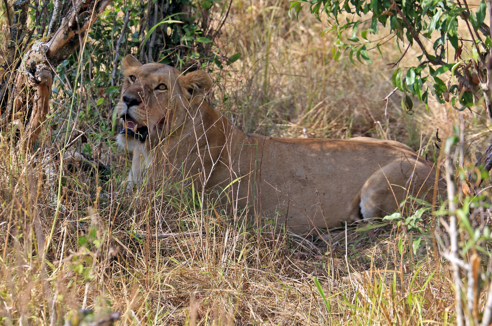 Lady Lion