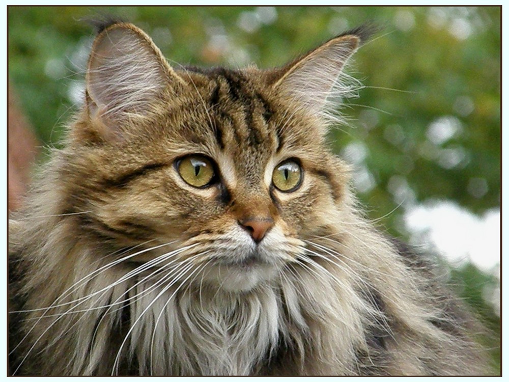 Lady "Maine Coon"