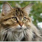 Lady "Maine Coon"