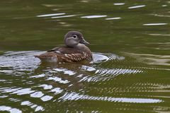 Lady Mandarin