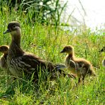 Lady Mandarin & Kids