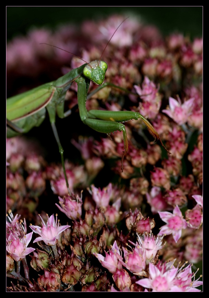 ° Lady Mantis in ihren Gemächern °