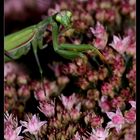 ° Lady Mantis in ihren Gemächern °