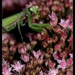 ° Lady Mantis in ihren Gemächern °