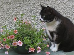 Lady Mautzi schaut in die Ferne....ob es gleich wieder Regen gibt?