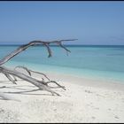 Lady Musgrave Island