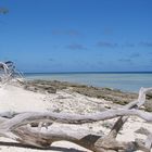 Lady Musgrave Island