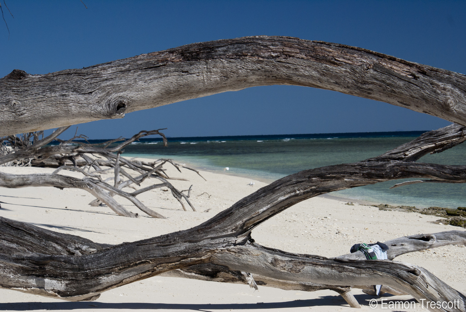 Lady Musgrave Island Qld Australia