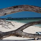 Lady Musgrave Island Qld Australia