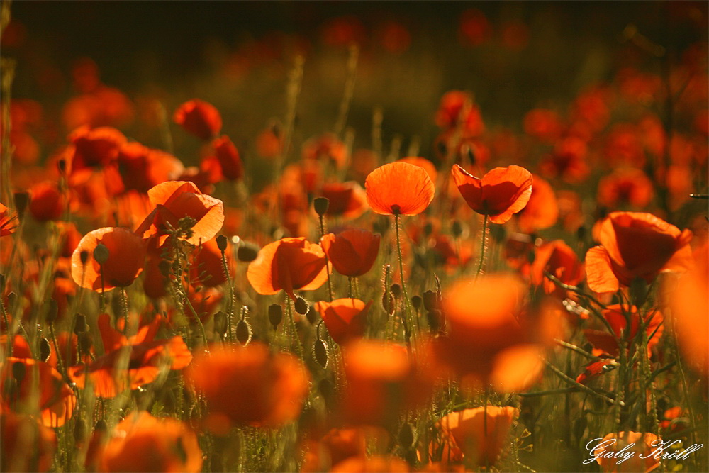 Lady nature in brilliant orange-red