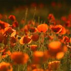 Lady nature in brilliant orange-red