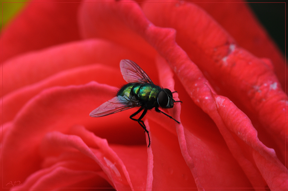 Lady of Red;-)