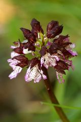 Lady Orchid