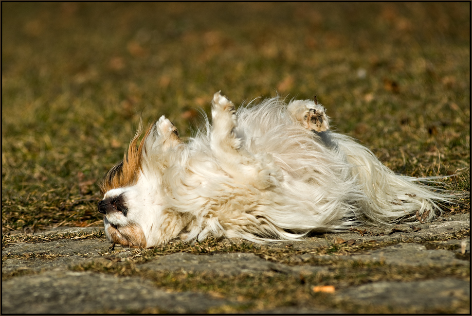 lady papillon