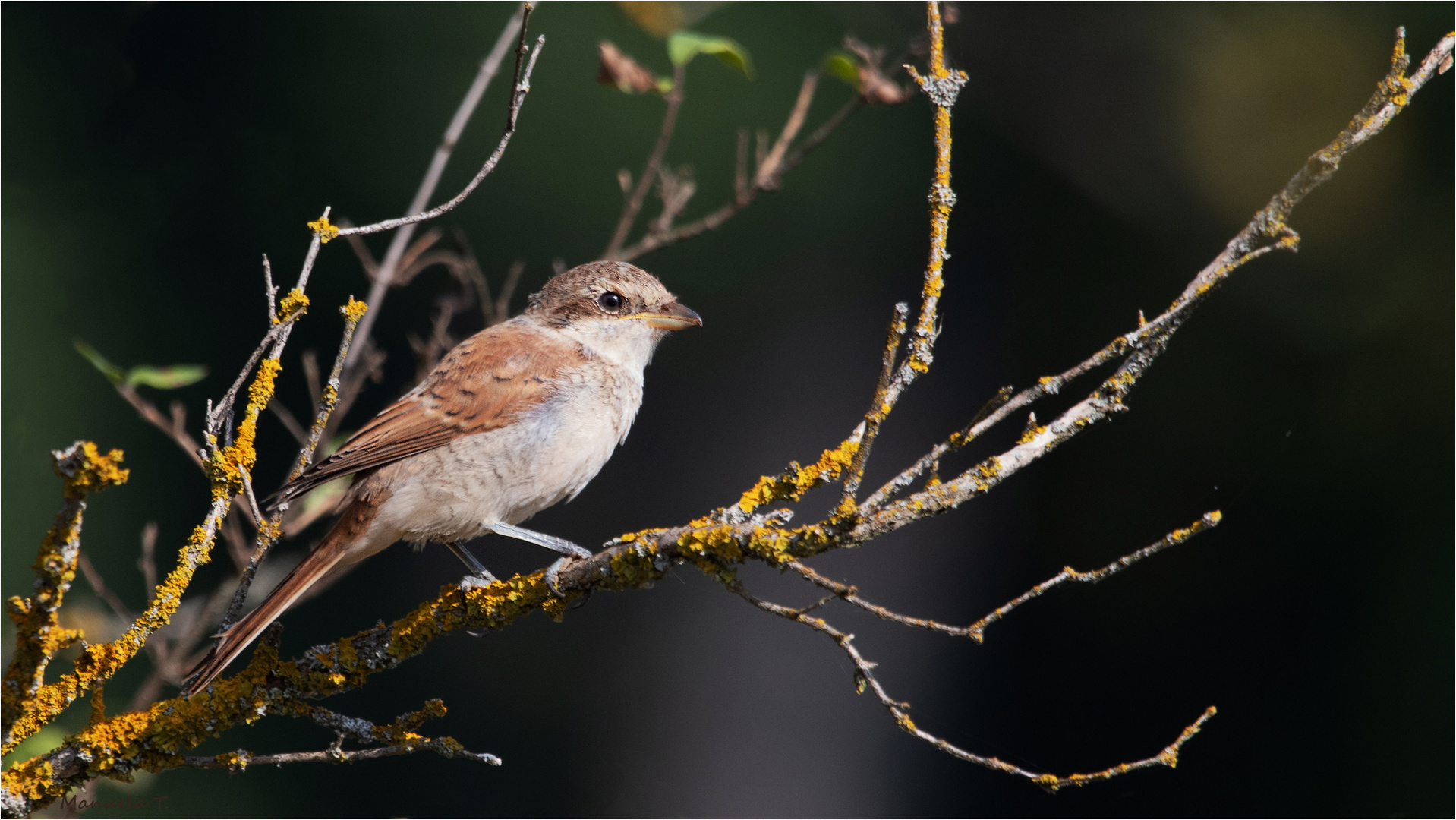 Lady Red-backed shrike