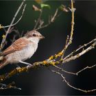 Lady Red-backed shrike