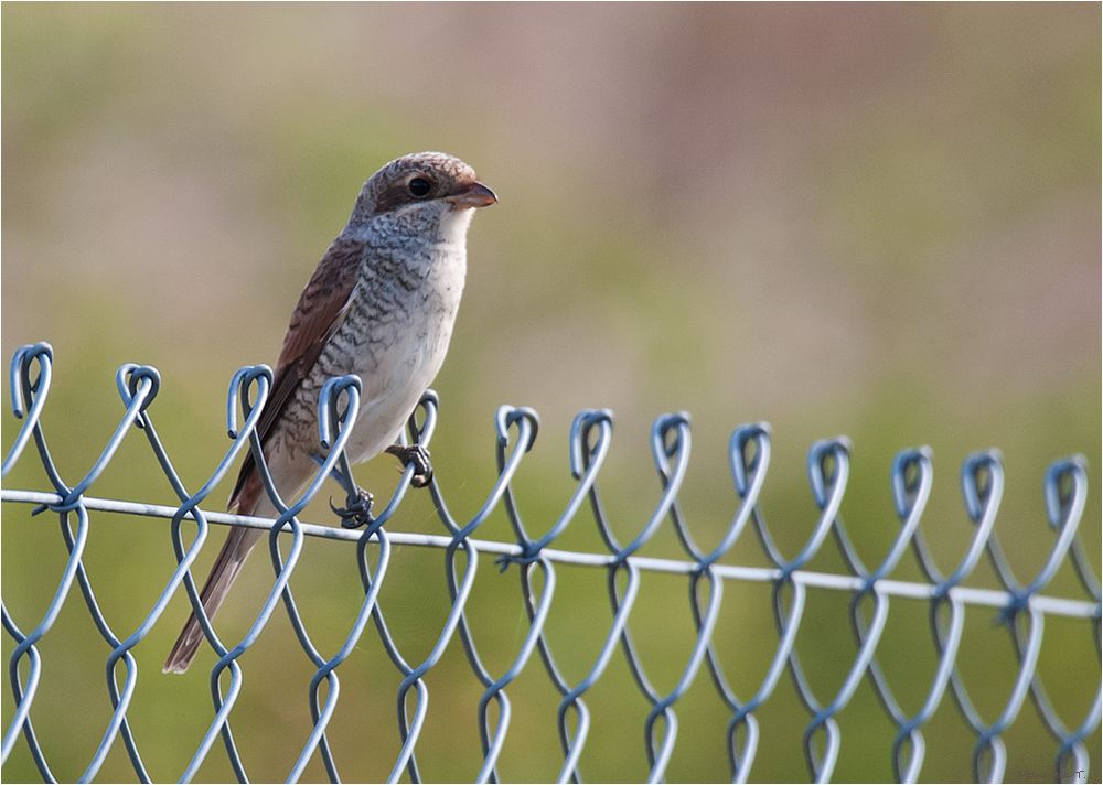 lady Red-backed shrike