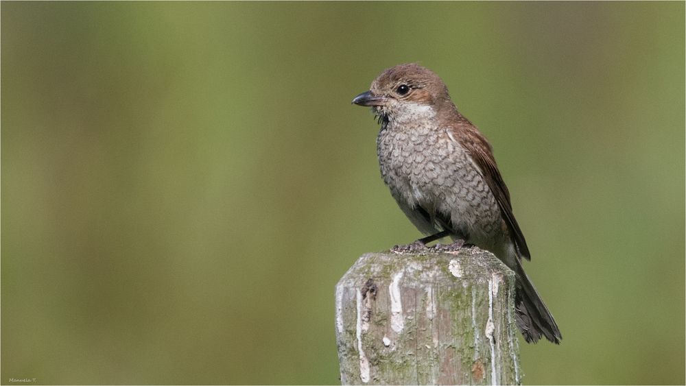 lady Red-backed shrike