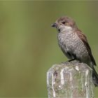 lady Red-backed shrike