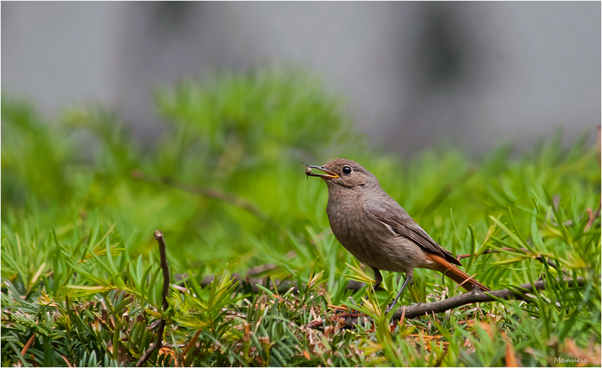 lady redstart