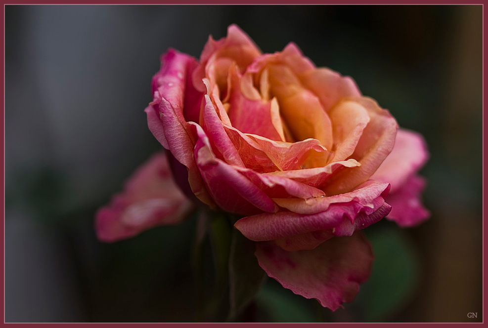 Lady Rose Foto Bild Pflanzen Pilze Flechten Bluten Kleinpflanzen Rosen Bilder Auf Fotocommunity