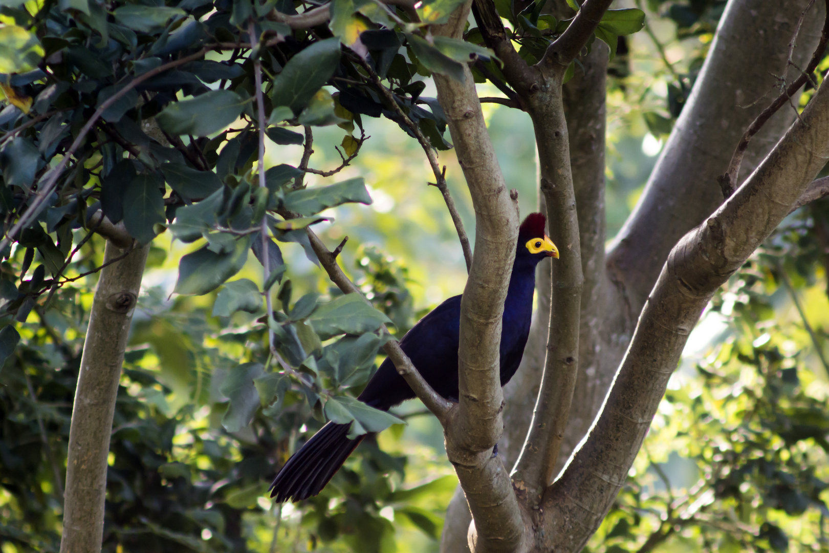 Lady Ross Turaco