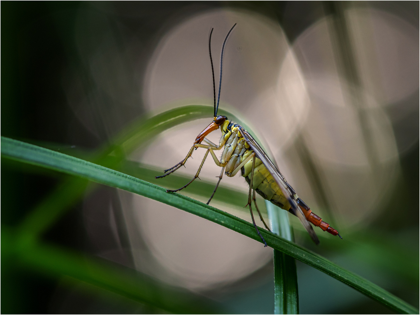 Lady Scorpionfly