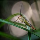 Lady Scorpionfly