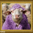 Lady Sheep