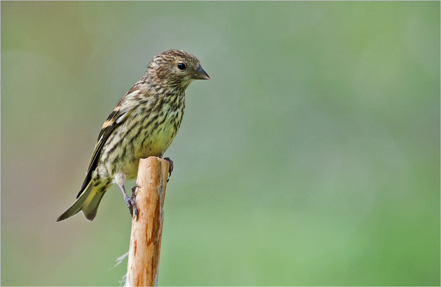 Lady Siskin