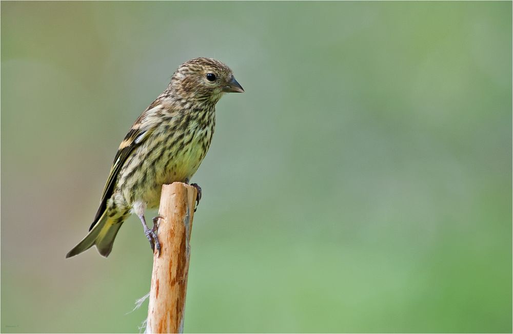 Lady Siskin