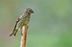 Lady Siskin